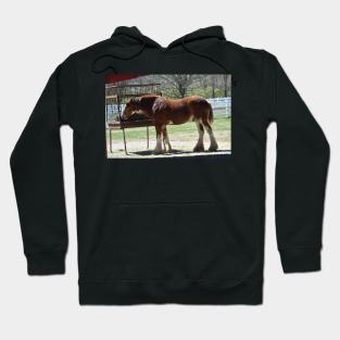 Clydesdale Hoodie